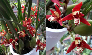 Maxillaria tenuifolia