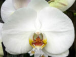 Phalaenopsis PH 047/3 Groot Wit