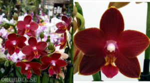 Phalaenopsis PHM 050 Table Dance Longlife 'Tying Shin Phoenix Rood'