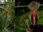 Paphiopedilum David Ott (rothschildianum X supardii)