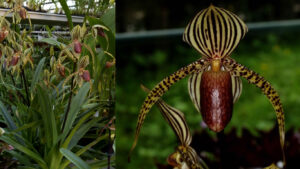 Paphiopedilum David Ott (rothschildianum X supardii)