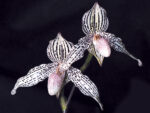 Paphiopedilum Mike Roccaforte (rothschildianum x Greyi)