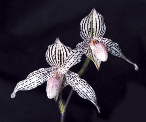 Paphiopedilum Mike Roccaforte (rothschildianum x Greyi)