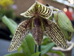 Paphiopedilum Rolfei (bellatulum x rothschildianum)