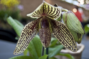 Paphiopedilum Rolfei (bellatulum x rothschildianum)