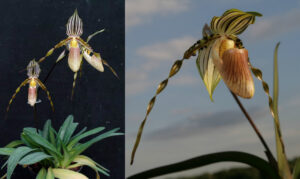 Paphiopedilum praestans