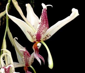 Stanhopea embreii x Paphinia herrerae