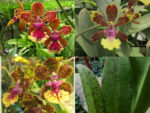 Trichocentrum Hawaiian Champion x Trichocentrum Josephine