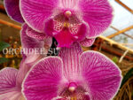 Phalaenopsis PH 295 Big Lip