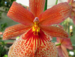 Burrageara Nelly Isler `Swiss Orange Beauty`