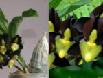 Catasetum tenebrosum