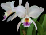 Cattleya labiata semialba amesiana