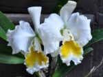 Cattleya Bob Betts x Karl Hausermann