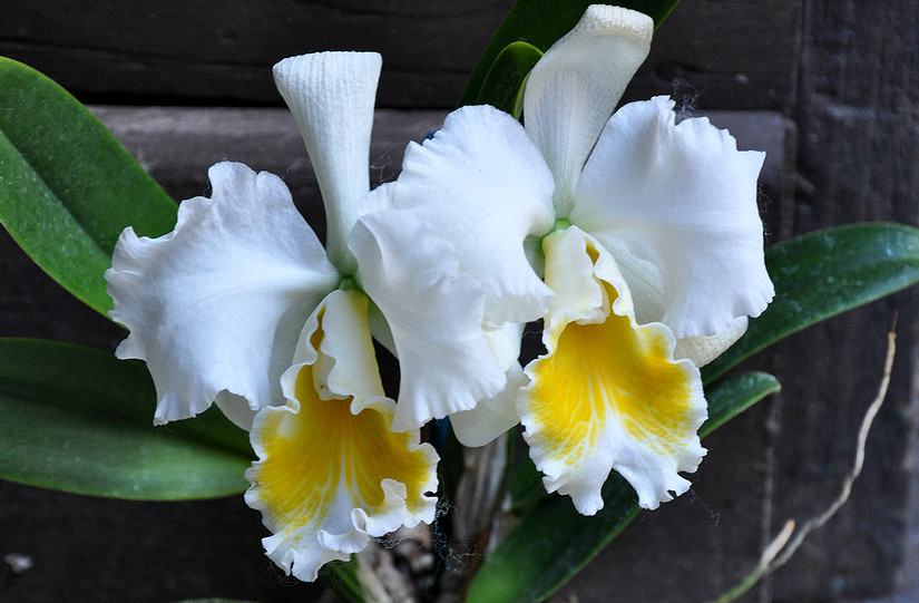 Cattleya Bob Betts x Karl Hausermann