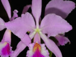 Cattleya jenmanii
