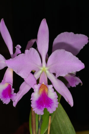 Cattleya jenmanii