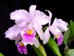 Cattleya trianae