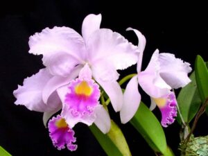 Cattleya trianae