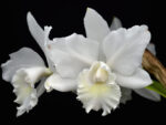 Cattleya Weddling Song Hawaii