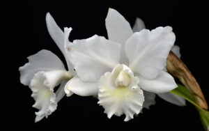 Cattleya Weddling Song Hawaii