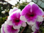 Dendrobium Pink Berries