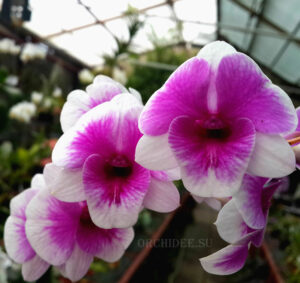 Dendrobium Pink Berries