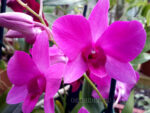 Dendrobium Pink Party