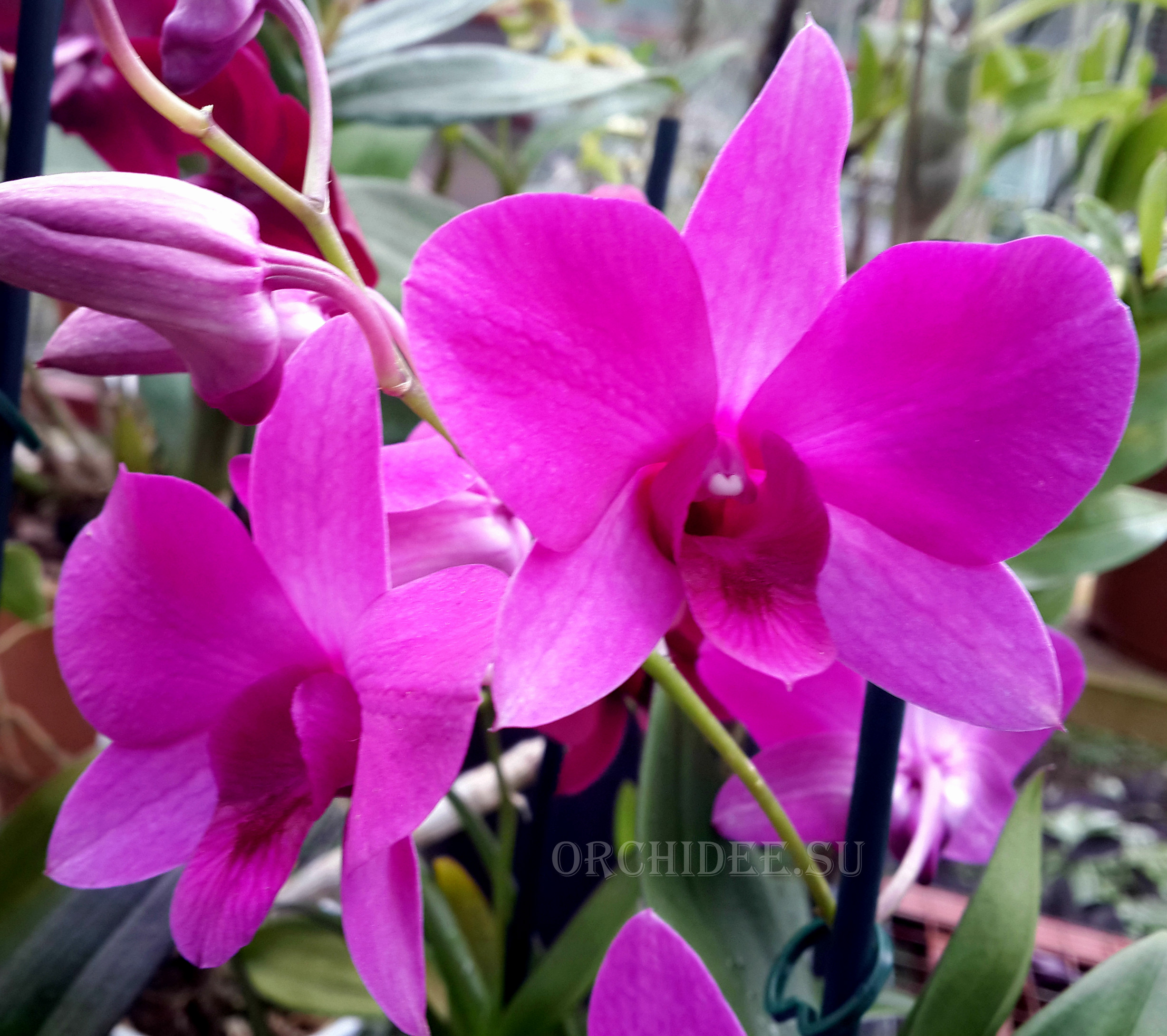 Dendrobium Pink Party