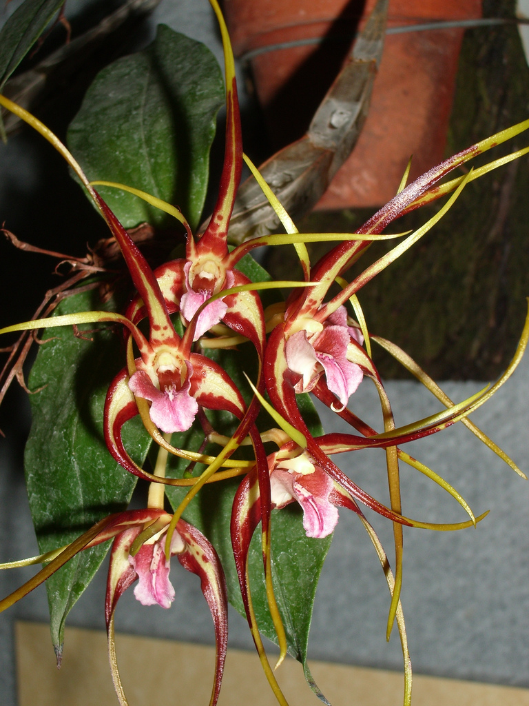 Dendrobium tetragonum var. giganteum