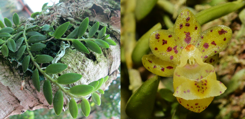 Gastrochilus formosanum