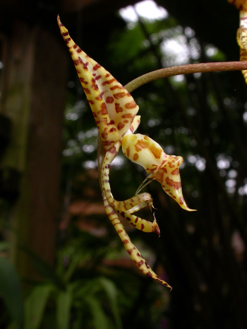 Gongora leucochila