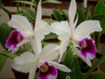 Laelia purpurata semi alba