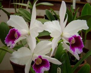 Laelia purpurata semi alba