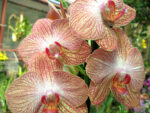 Phalaenopsis PH 182 Ravello