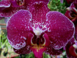 Phalaenopsis PH 183