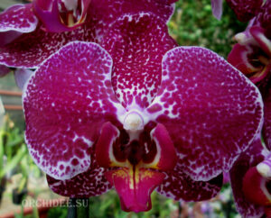 Phalaenopsis PH 183