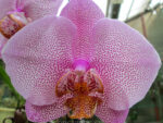 Phalaenopsis PH 184 Miva Smartissimo