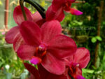 Phalaenopsis PH 185 Piccolo Red