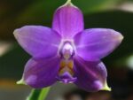 Phalaenopsis violacea blue KF x self