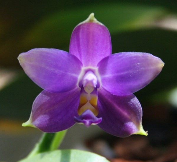 Phalaenopsis violacea blue KF x self