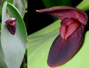 Pleurothallis gargantua