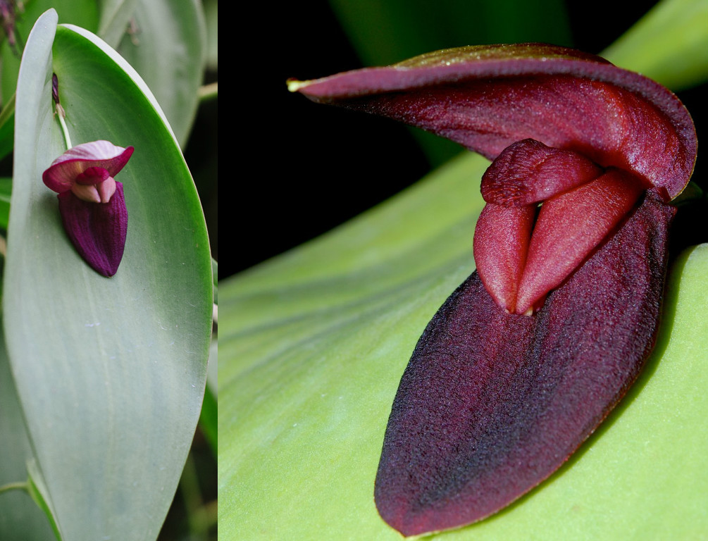 Pleurothallis gargantua