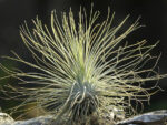 Tillandsia fuchsii (argentea)
