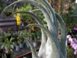 Tillandsia seleriana