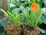 Kokedama masdevallia mix 'Orange'
