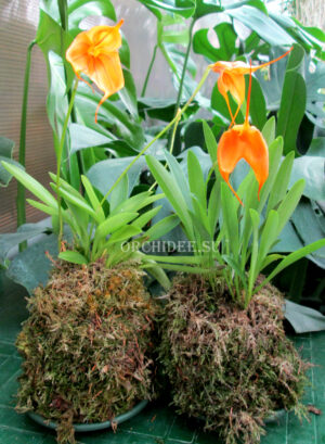 Kokedama masdevallia mix 'Orange'