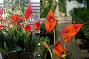 Masdevallia 'Bellavallia Veitchiana'