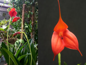 Masdevallia 'Bellavallia Red'