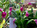 Masdevallia Pixie Shadow hybrid