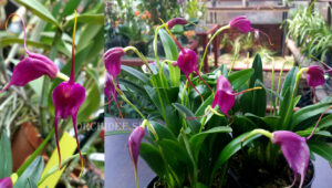 Masdevallia Pixie Shadow hybrid